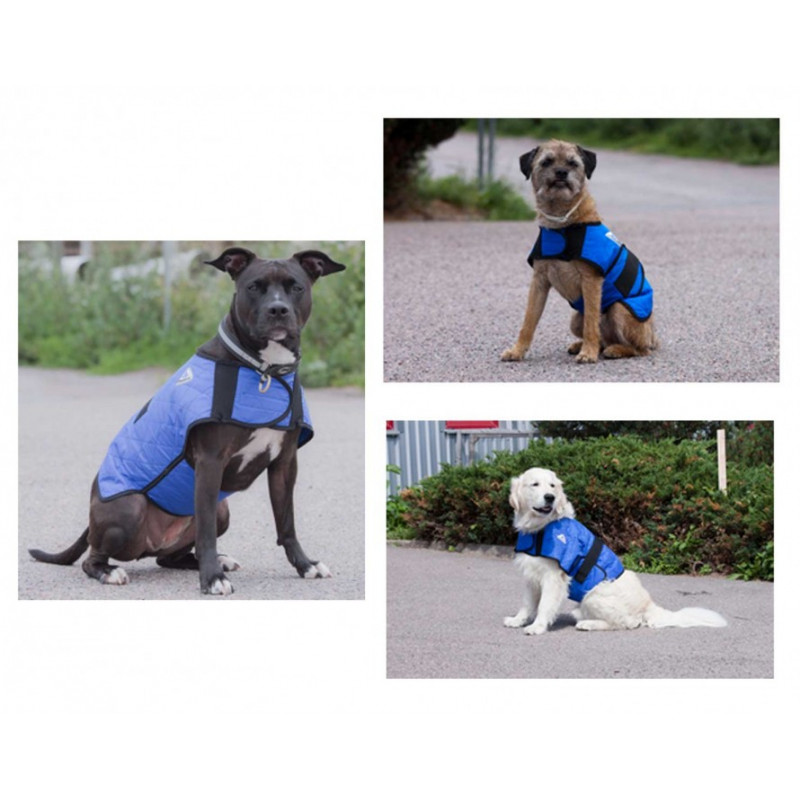 Manteau frais pour chien pour rafraichir lors des sorties en ete bleu