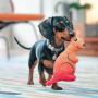 Jouets souples durables  Kangourou Orange pour chiens