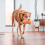 Jouets souples durables  Échidné Orange pour chiens