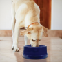 Gamelle Rafraichissante pour Grand Chien qui garde l'eau fraîche