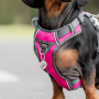 Médaille chien personnalisable Donut