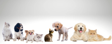 Animaux