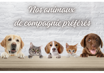 Nos accessoires pour les chiens