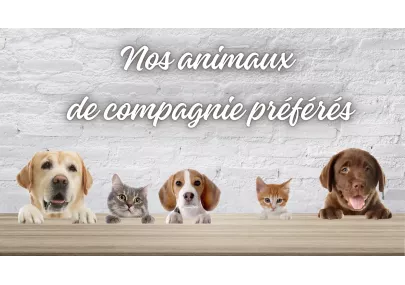 Nos accessoires pour les chiens