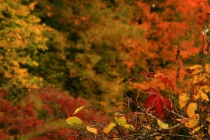 L’automne s’adoucit avec Bouillotte Magique!