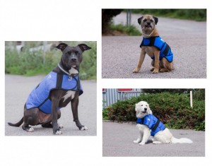 manteau frais chiens