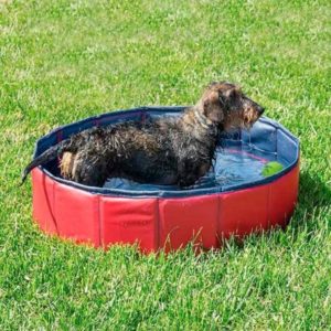 Piscine gonflable pour animaux