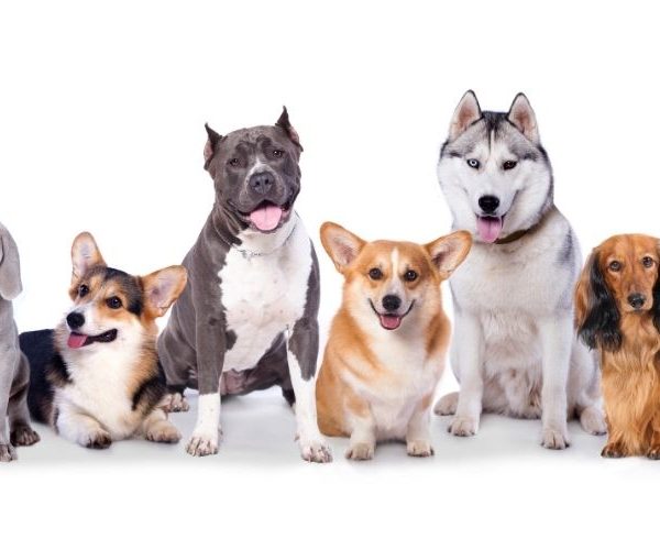 Nos accessoires préférés pour les chiens
