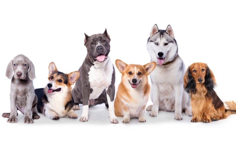 Nos accessoires préférés pour les chiens