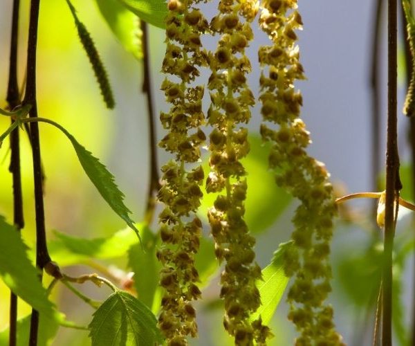 Allergiques au pollen : purifiez votre intérieur !