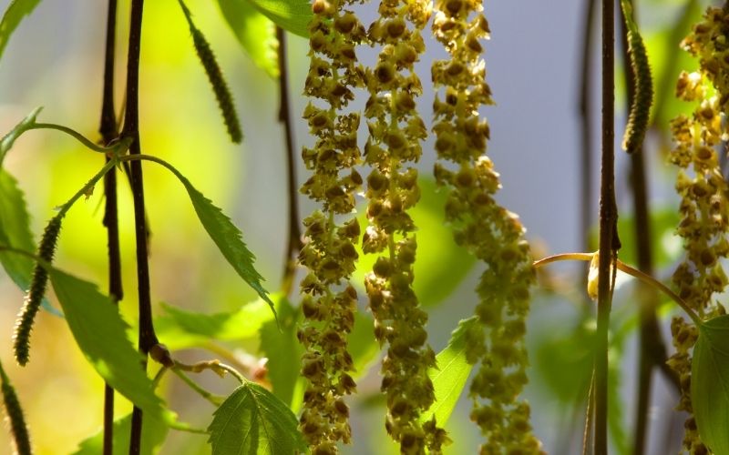 Allergiques au pollen : purifiez votre intérieur !